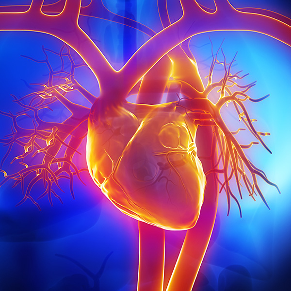 heart specialist Sydney